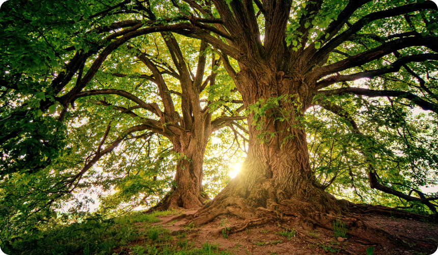 A tree with sun shining through it