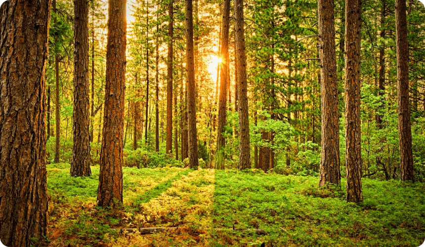 A forest with trees and grass in the foreground.