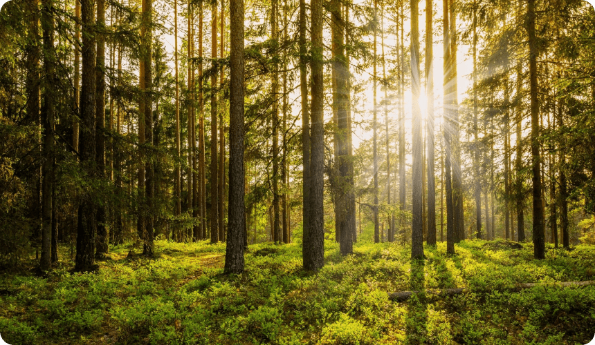 A forest with trees and sunlight shining through.