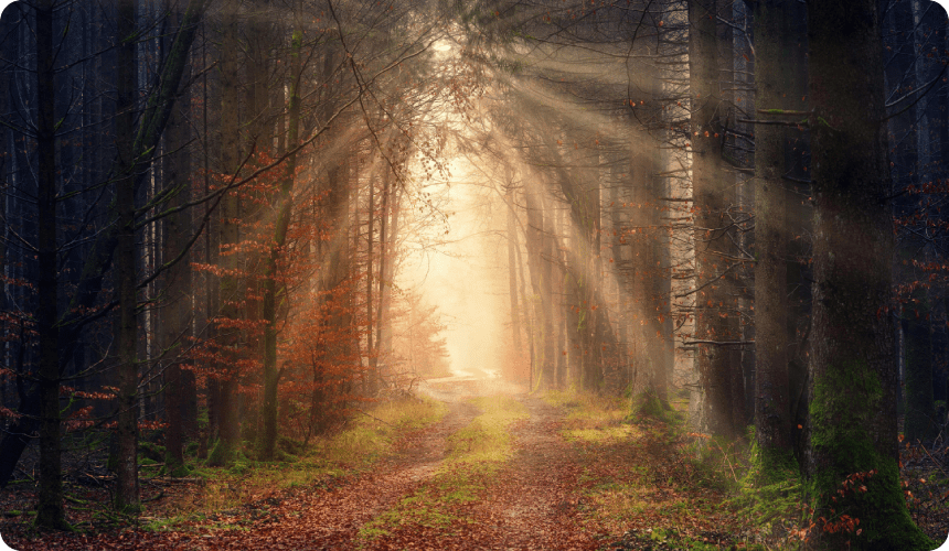 A forest with sun rays shining through the trees.