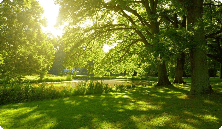 A tree with grass and water in the foreground.